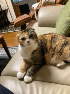 新田チャチャちゃん